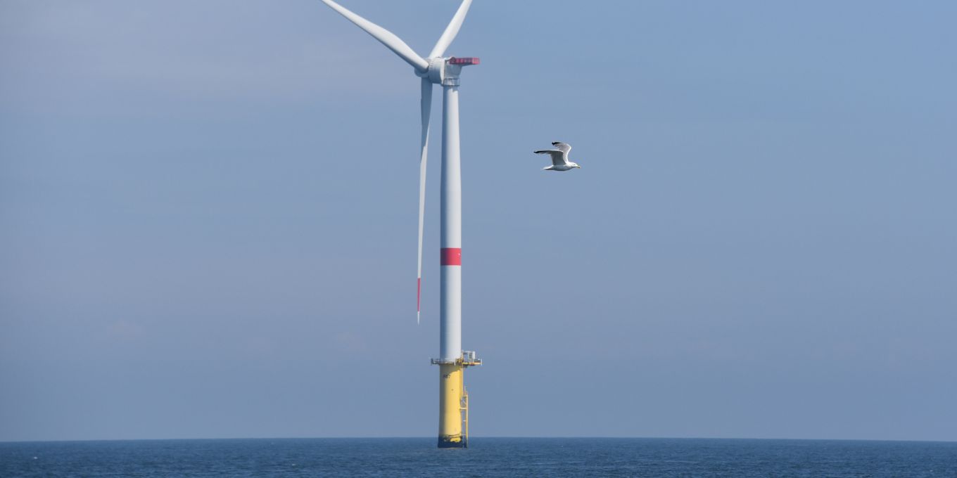 Éolien en mer et biodiversité : une expertise scientifique collective confirme le manque d’évaluation des risques